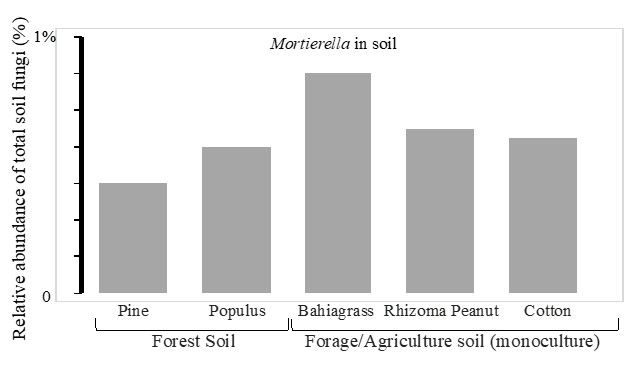 Figure 4. M. elongata was detected from the shallow soils (0–10 cm, in depth) of pine forests, cottonwood (Populus) forests, forage fields, and cotton fields. In general, around 0.3% to 0.8% of total soil fungi is M. elongata.