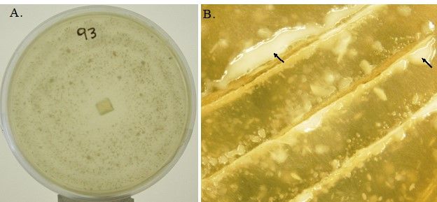 Figure 1. M. elongata (PMI93 isolate) growing on an MMN medium (A). Lipid release (examples shown by arrow) when the culture is injured with sharp object (B).