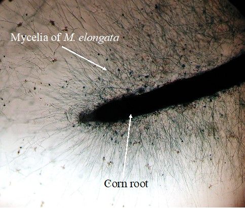 Figure 3. Image of the mycelia of Mortierella elongata (PMI93) forming biofilm in association with a corn root tip.