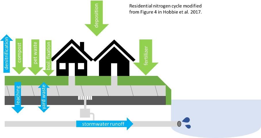 Figure 2. Conceptual view of the urban nitrogen cycle showing major inputs (green arrows) and pathways for N movement throughout the landscape (blue arrows).