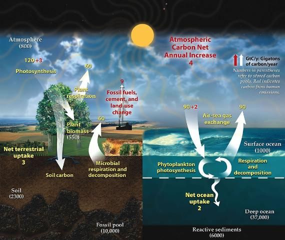 Figure 3. The carbon cycle is the movement of carbon from different compartments on land (left), in the ocean (right), and in the atmosphere. Yellow numbers are from natural sources of carbon emissions while red numbers are from human, or anthropogenic, sources. White numbers in parentheses are from sinks or pools where carbon is stored.