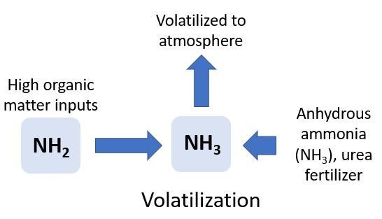 Figure 6. Ammonia (NH3) can be volatilized when high rates of organic matter, anhydrous ammonia, or urea are added to soil.
