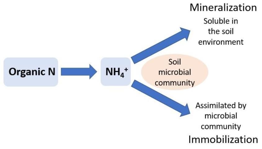 Figure 2. Organic N can be immobilized by the soil microbial community to meet microbial N demands or mineralized to ammonium (NH4+) and remain soluble in the soil environment.