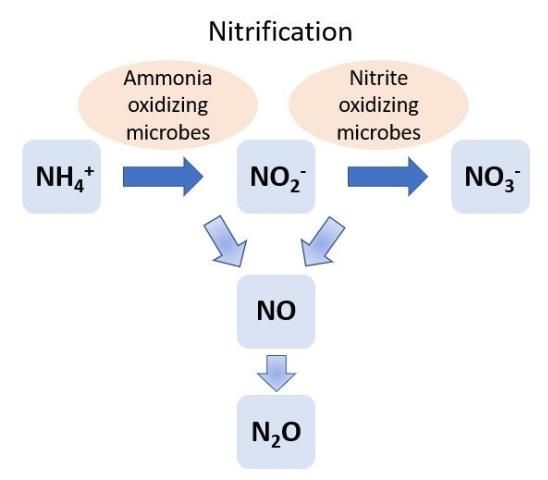 Figure 3. Nitrification is the transformation of ammonium (NH4+) to nitrite (NO2-) and then NO2- to nitrate (NO3-) by oxidizing organisms.
