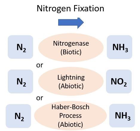 Figure 1. Nitrogen fixation is the conversion of dinitrogen gas (N2) to ammonia (NH3) and can be catalyzed by biotic and abiotic processes.
