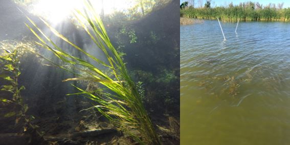Figure 1. Left: SAV meadow in clear spring water. Right: pondweed seen from the surface of a dark lake.