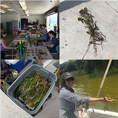 Figure 3. Top left: process of tying weights to plants. Top right: Potamogeton (pondweed) with attached weights. Bottom right: Vallisneria (eelgrass) with tied weights. Bottom left: weighted Potamogeton being deployed from boat.