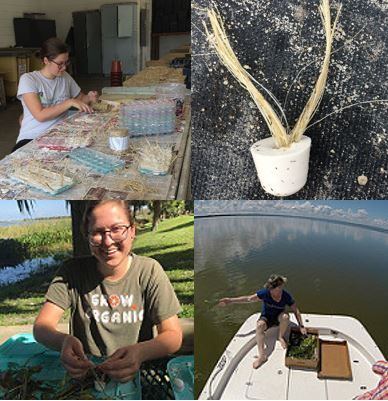 Figure 4. Top left: process of creating plaster blocks. Top right: a hardened plaster block. Bottom right: plaster blocks being attached to Potamogeton (pondweed). Bottom left: Vallisneria (eelgrass) with plaster of paris blocks being deployed from boat.