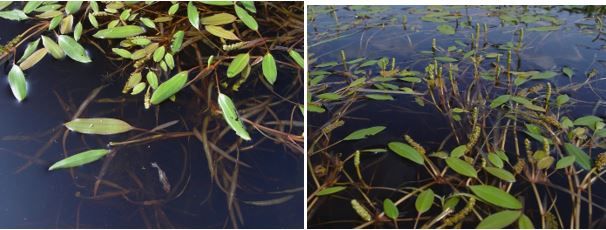 Figure 9. Ribbonleaf pondweed, Potamogeton epihydrus. While floating leaves can resemble other Florida pondweed species, submerged leaves differ in their ribbon-like appearance.