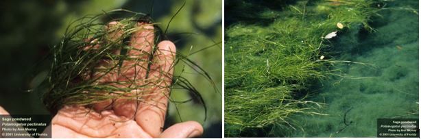 Figure 12. Sago pondweed, Stuckenia pectinata. Note the long, linear threadlike leaves which are nontranslucent in color.