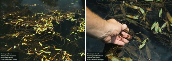 Figure 8. Florida pondweed, Potamogeton floridanus. Floating leaves are long, elliptical, and tapering at both ends.