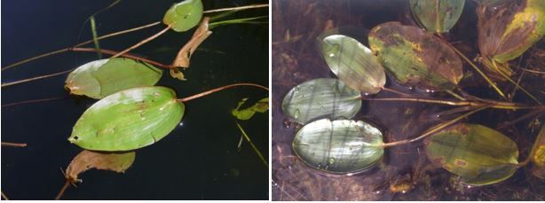 Figure 6. Spotted pondweed, Potamogeton pulcher. Figures show the prominent heart-like shape of the floating leaves.