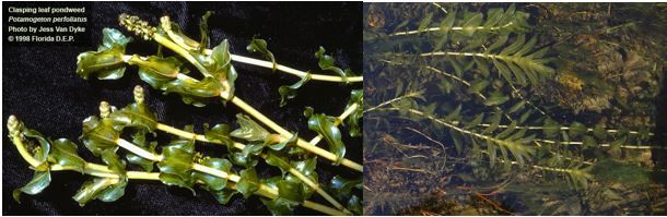 Figure 5. Claspingleaf pondweed, Potamogeton perfoliatus. Left: notice how the leaves completely wrap around the stem. Right: notice the translucent nature of the leaves.