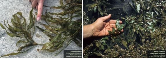 Figure 3. Illinois pondweed, Potamogeton illinoensis. The left photo points to the tapering leaves with short leaf stalks. The right photo points to the floating leaves, more opaque than the submerged leaves, with an abrupt point.