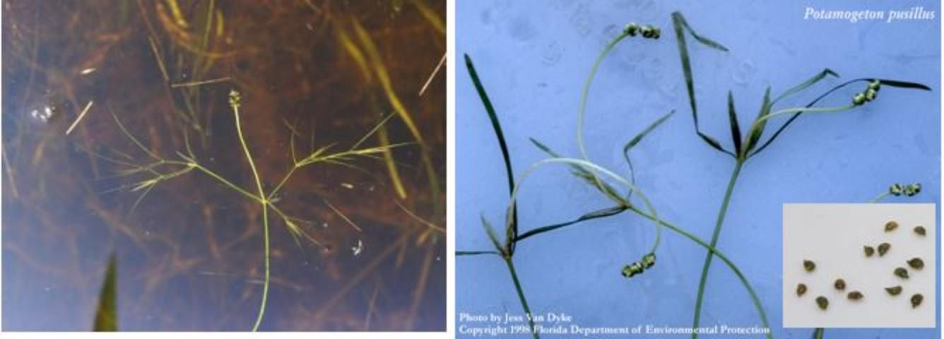 Figure 10. Small pondweed, Potamogeton pusillus. Note the diminutive, linear leaves (left), the slender flower spikes (right), and the rounded margins of achenes in the inset picture (right).
