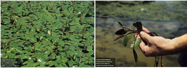 Figure 4. Longleaf pondweed, Potamogeton nodusus. In the left photo, note the large, elliptical floating leaves. In the right photo, note the long leaf stalks.