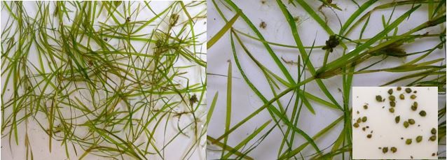 Figure 11. Leafy pondweed, Potamogeton foliosus. Note the linear leaves with sharp leaf tips (left), the compact seed spike (right), and the prominent ridges on the achenes in the inset picture (right).