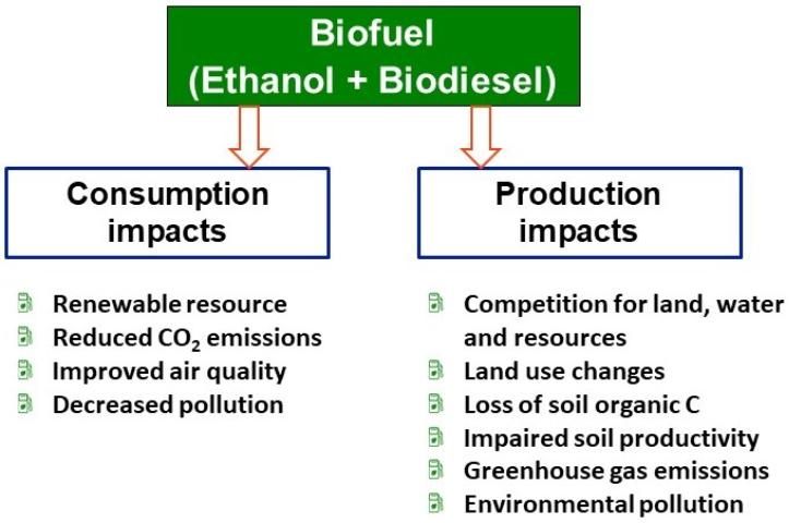 Figure 3. Impacts of biofuel.