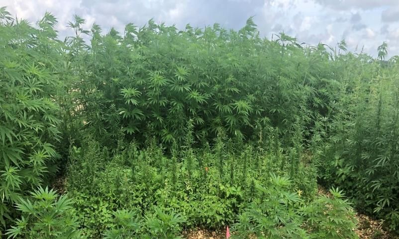 Figure 1. Hemp (Cannabis sativa) cultivation in Florida.