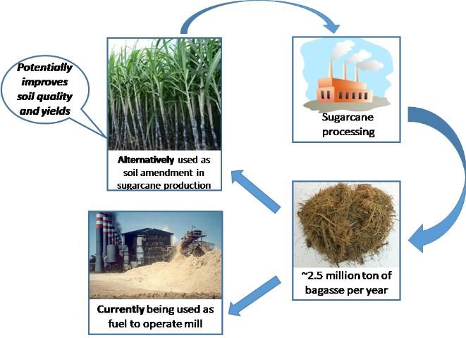 Figure 2. Sustainably closing the farming loop by utilizing bagasse as a potential soil amendment, possibly improving soil quality and increasing sugarcane yield.