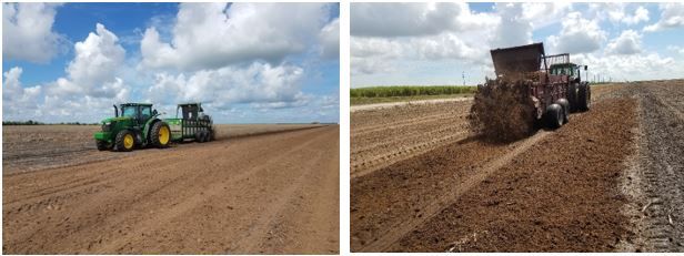 Figure 4. Bagasse being applied on sandy soil to evaluate its effect on soil health parameters.