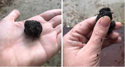 Figure 10. Example of sediment texture analysis. On the left, the sediment has formed a ball. The photo on the right demonstrates the process of forming a ribbon. The ribbon extends less than 2.5 cm from the fingers before it breaks and falls over.