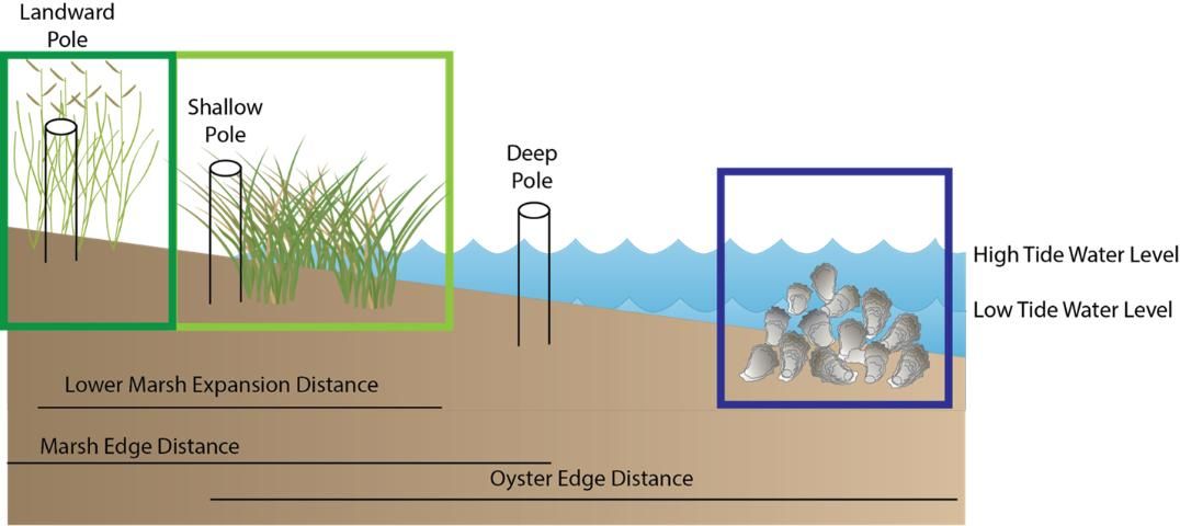 Figure 2. Example transect. The poles are the permanent markers and the lines represent the distances that you will measure. The dark-green box indicates high marsh. The light-green box indicates low marsh, and the blue box indicates the oyster region. In some regions, marshes will be replaced by mangroves.