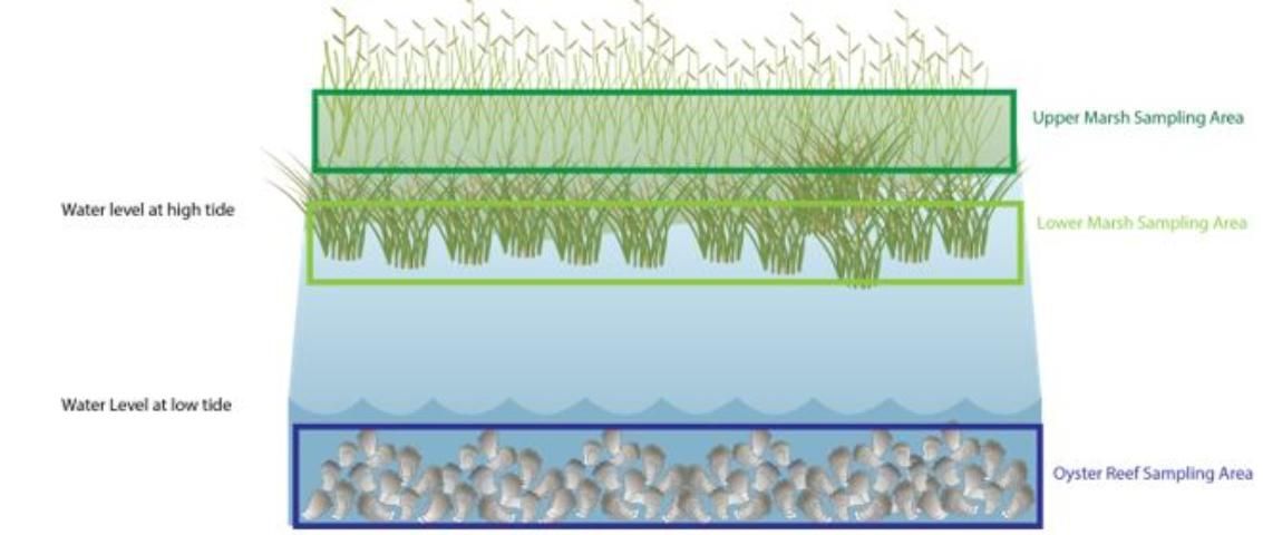 Figure 4. Potential regions of a living shoreline. Each large box represents a region where you would sample. Not all projects will have the same regions, and some may have additional ones. In more tropical regions (e.g., south Florida), mangroves may replace salt marsh grasses.