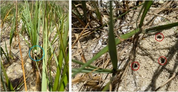 Figure 5. (Left panel) Periwinkle snails on smooth cordgrass, highlighted by blue circle. (Right panel) Fiddler crab burrows—highlighted by red circles—surrounded by psuedofeces and excavation balls.