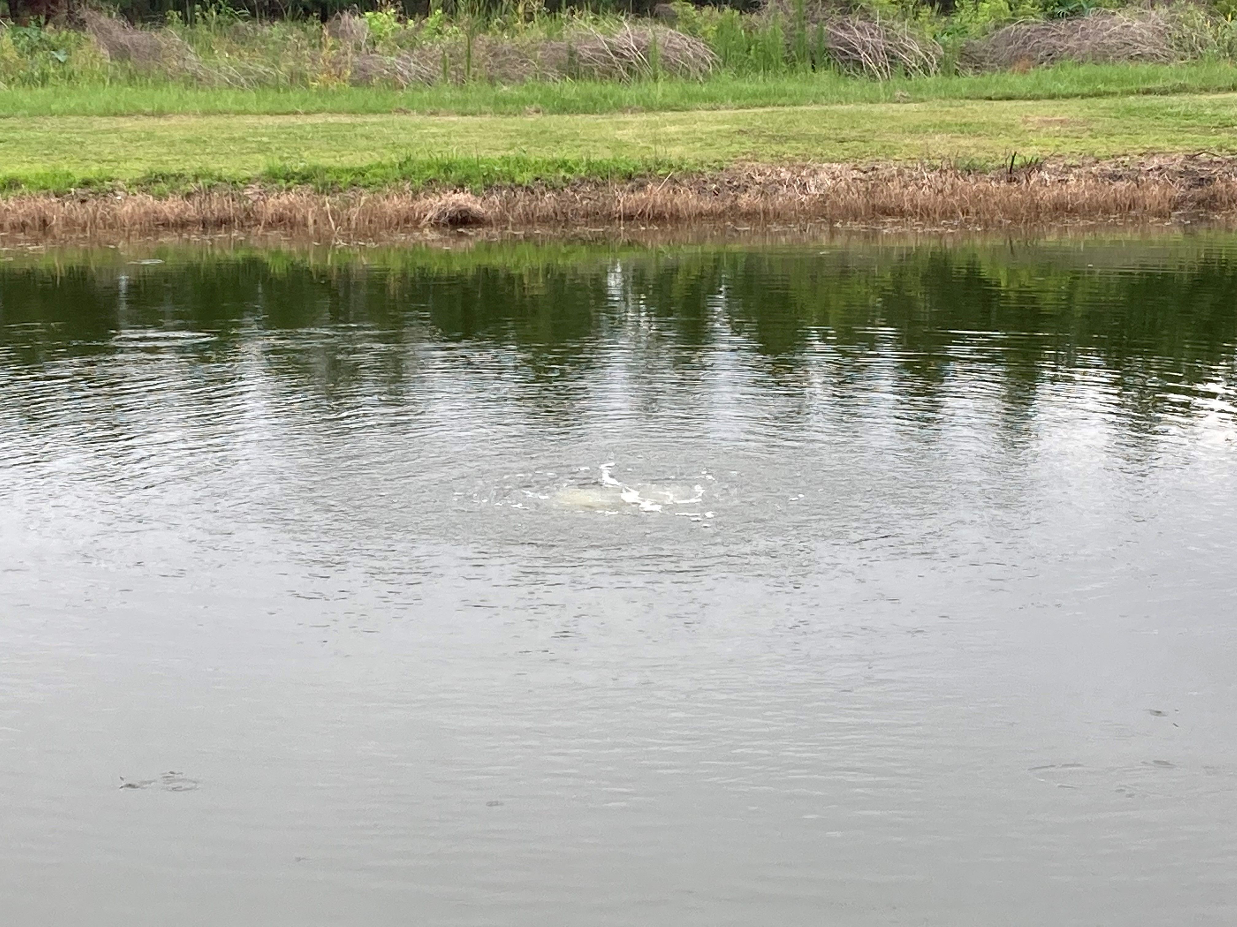 A bottom aerator, also known as a bubbler, propels air collected from a blower located on the pond shore or bank through diffusers. Bubbles can optimize pond function, especially for ponds greater than eight feet in depth. 