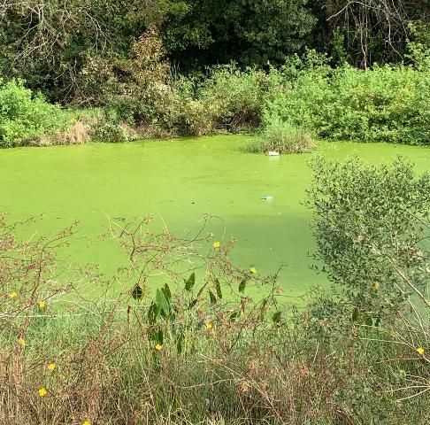 A eutrophic pond with stagnant water. This pond is likely highly stratified with low dissolved oxygen in the bottom waters.