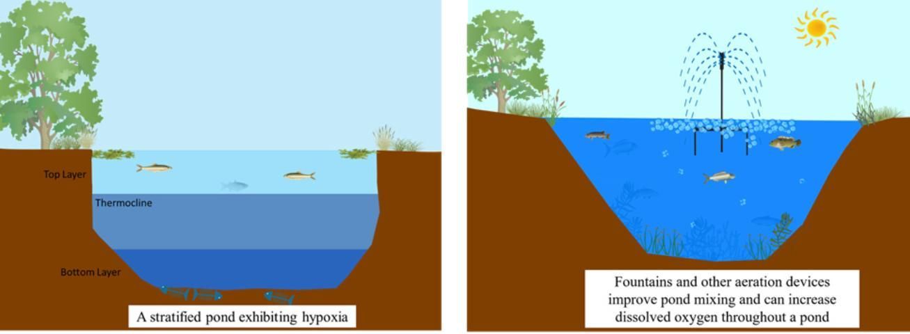 Stratified ponds (left) exhibit different layers that prevent water from mixing, potentially leading to hypoxia in bottom waters. Fountains and bubblers (right) can reduce hypoxia in deeper water by increasing oxygen in a pond while also physically mixing pond waters to reduce stratification. Bubblers are more effective at aerating a deep pond, whereas fountains provide additional oxygen near the pond surface.