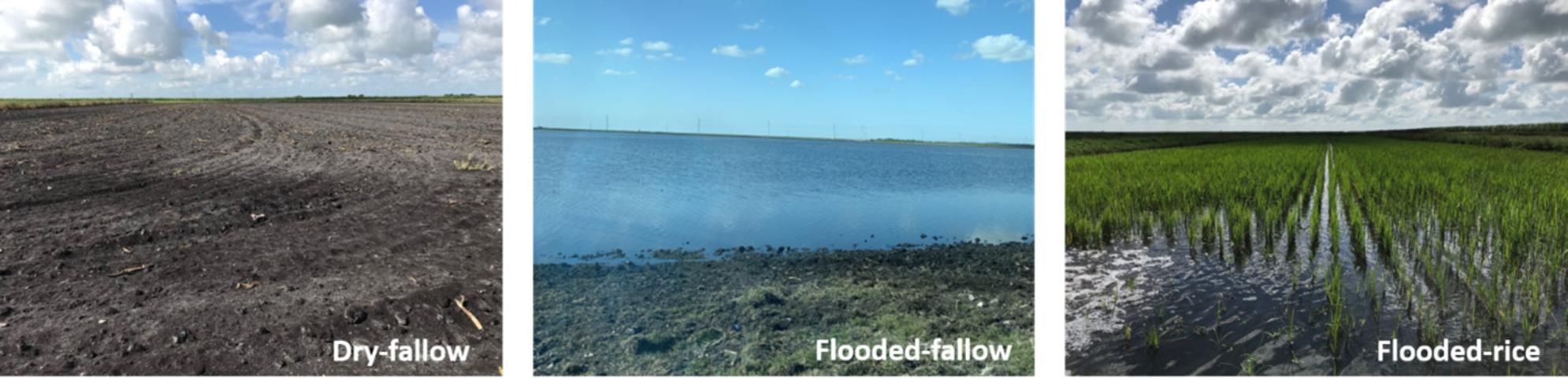 Figure 1. Three common land management practices in the EAA during summer: (i) dry-fallow; (ii) flooded-fallow; (iii) flooded-rice.