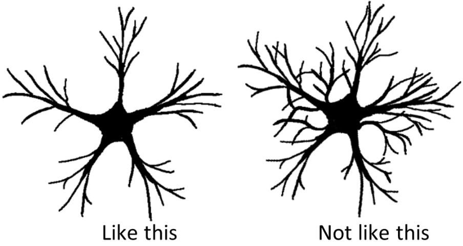 Figure 4. A diagrammatic representation of correct scaffold branch orientation: outward, like the spokes of a wheel, with no crowding from 5 main branches (diagram on left) rather than forming a full and bushy center (diagram on right).