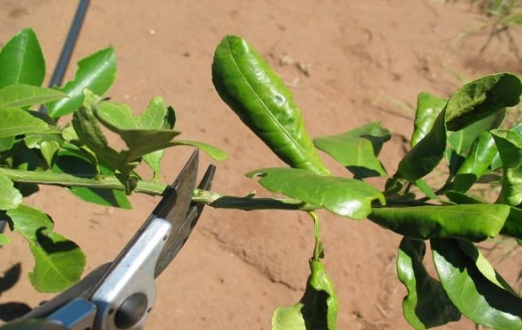 Figure 8. Shortening a long horizontal branch by cutting below the junction or intercalation between successive growth flushes, here located a centimeter or so to the right of the blades. This results in spaced lateral regrowth shoots on a shorter branch that does not touch the ground.