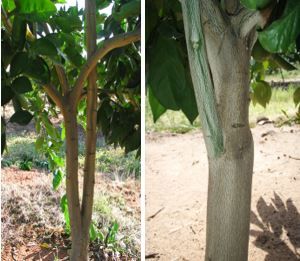 Figure 2. Poorly positioned main branches arising at the bud union and below the level of the tree's main branches allowed to develop on a low-budded tree (left) and high-budded tree (right). Both cases result in mechanically weak branches that are prone to breakage when laden or during storms. They also shade, dominate, and compete with well-placed branches in the canopy and should already have been removed long before they reached this size.