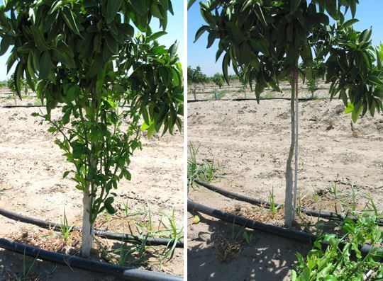 Figure 1. Removal of sucker shoots from rootstock, bud union, and tree trunk, before (left) and after (right). These suckers compete with the tree canopy above for water and nutrients. Remove these as soon as they arise in both nonbearing and bearing trees through the life of the grove.