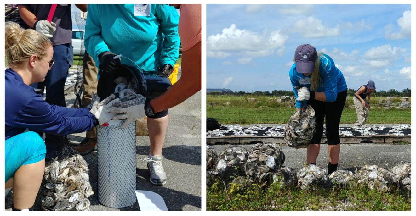 Cured shell is bagged by Miami-Dade County Florida Master Naturalist Program students. 
