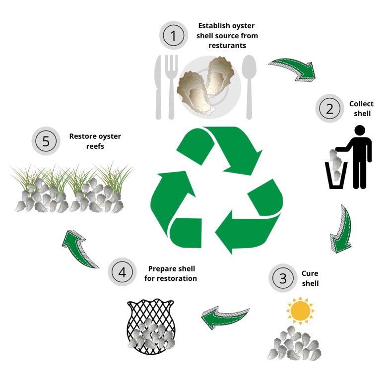 Steps involved in an oyster shell recycling program. Numbers relate to steps below.
