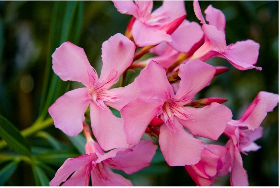 Oleander is a salt-tolerant landscape plant that can be grown in most areas of Florida. 