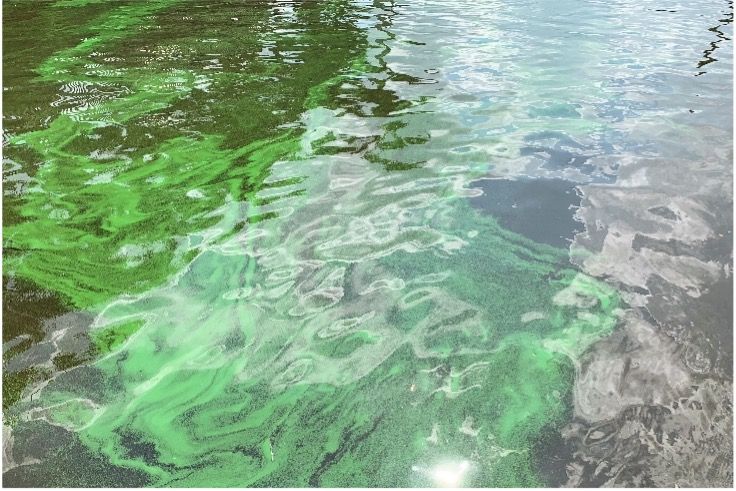 Excess nutrients (nitrogen and phosphorus) can lead to algal blooms in surface water bodies. 