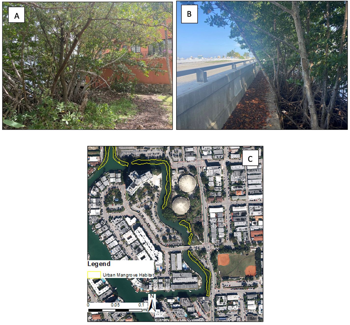 Images of urban mangroves in Miami-Dade County, FL: (A) mixed red, black, and white mangrove stand next to a housing complex, (B) red mangroves next to a major road, and (C) an aerial image of urban mangroves located near Normandy Isles in Miami Beach, FL. 