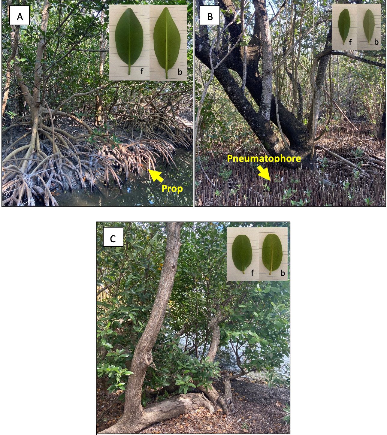 Images of the three native mangrove species found in Florida and the front (f) and back (b) of their leaves: (A) the red mangrove (Rhizophora mangle), (B) the black mangrove (Avicennia germinans), and (C) the white mangrove (Laguncularia racemosa). 