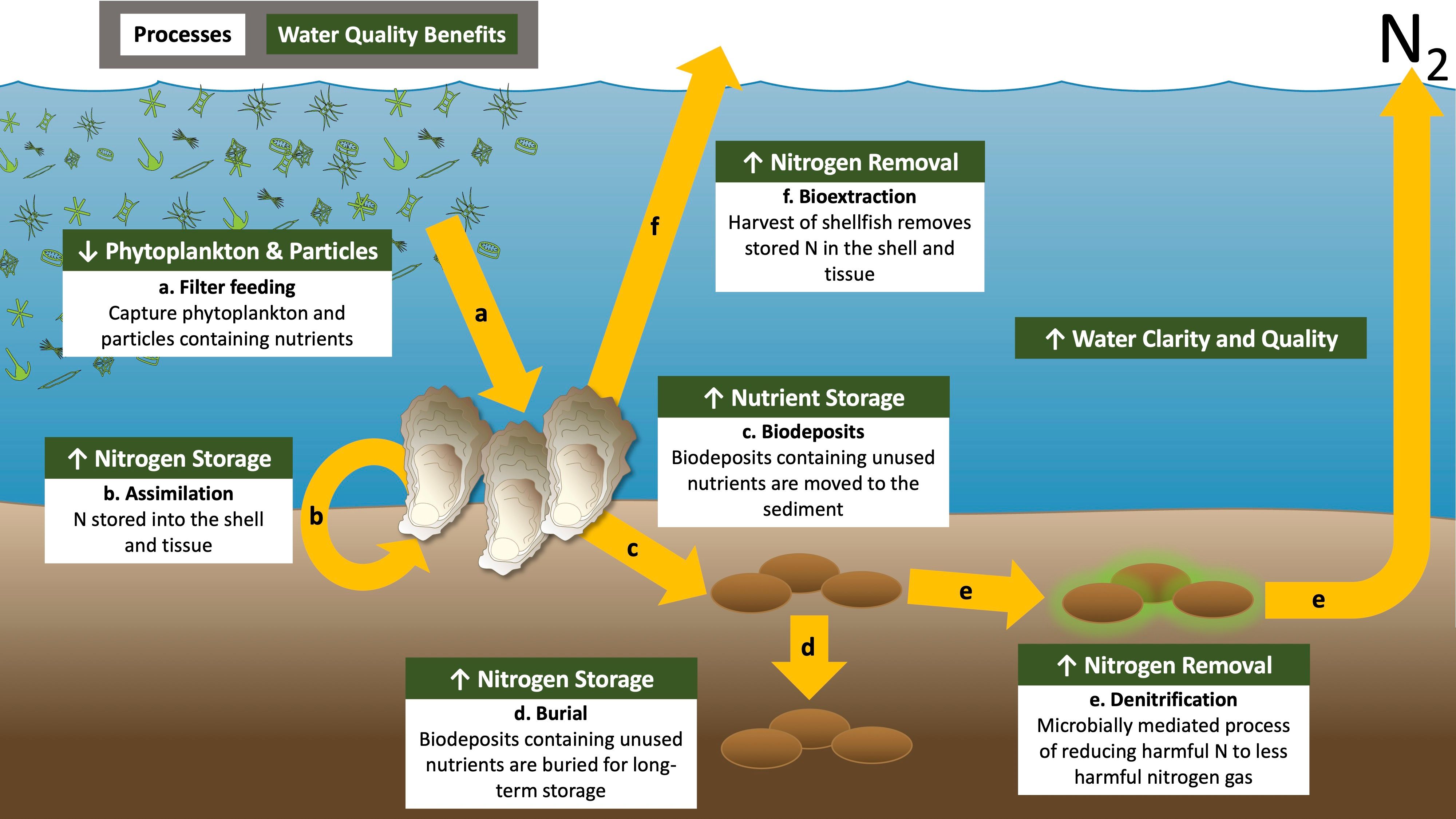 Ecological processes and water-quality benefits associated with oysters improve water clarity and provide nitrogen removal. 