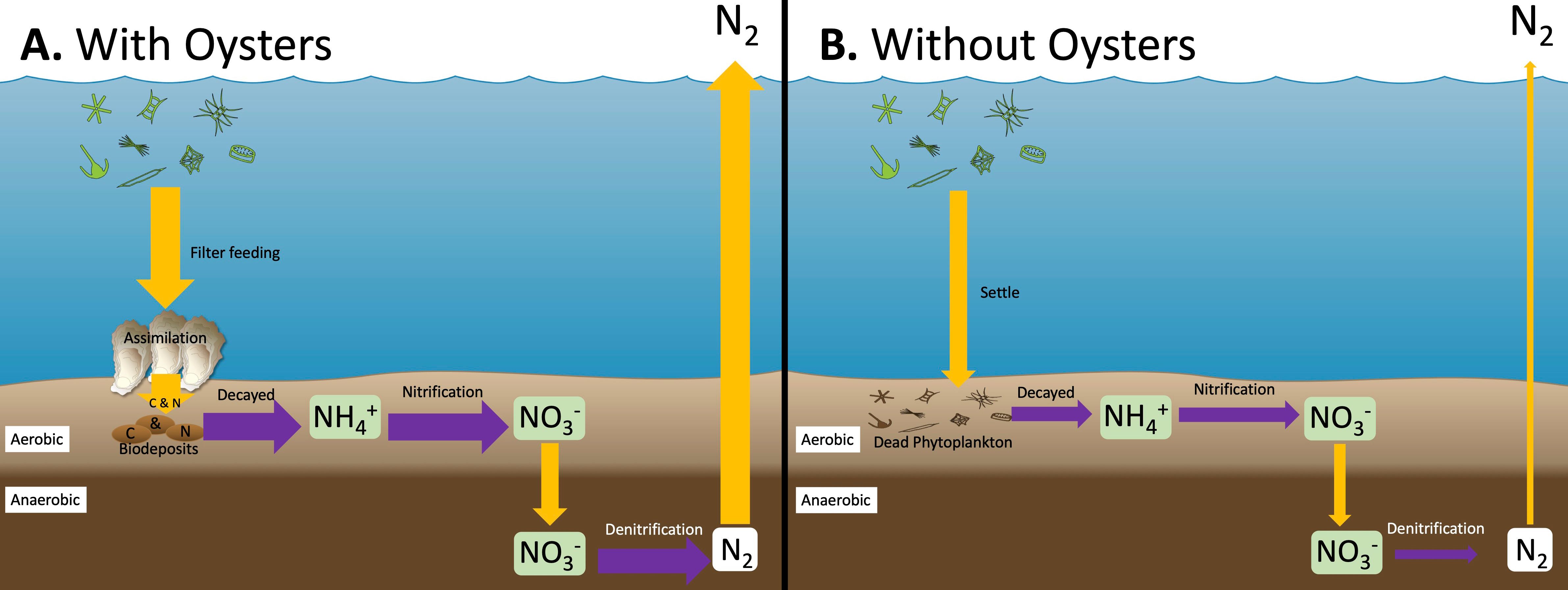 Sediment nitrogen cycling processes (A) with oysters and (B) without oysters. NH4+: Ammonium; NO3-: Nitrate; N2: Dinitrogen gas. Purple arrows represent transformations performed by microbes within the sediment. Green boxes represent reactive nitrogen forms, and white boxes represent unusable nitrogen forms. Note: The size of the arrows are relative to the predicted rates of each process.