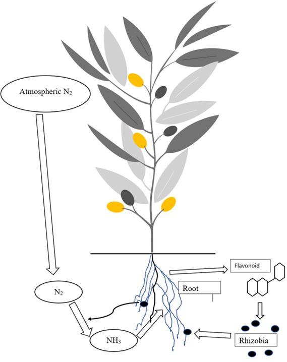 Symbiotic N fixation is where plant roots releasing flavonoid signal for rhizobia which trigger nodule formation.