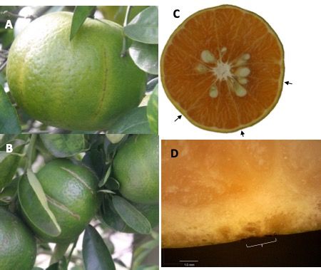 Narrow (A) and wide (B) longitudinal scars in ‘Murcott’ mandarin fruits. One fruit was cut to show rind below scars (arrows in C). Scars align with section membranes. Sectioned fruit shows variability in rind thickness within a fruit. Closeup of scarred area (D) shows slight abnormalities below scar (bracket).
