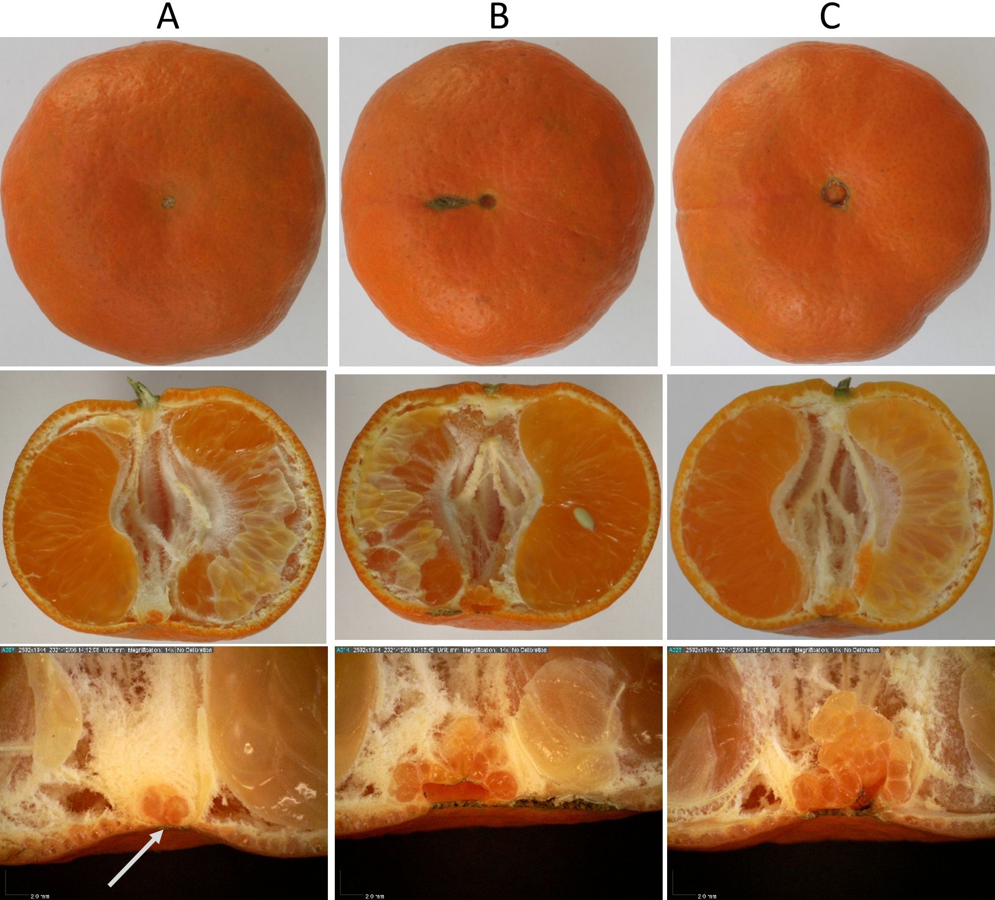 Variability in stylar end morphology of the navel in ‘Dancy’ mandarin fruit. Note the white arrow in the bottom left-hand image. Compare that spot across images but ignore the voids on either side. The mandarin in the lefthand column has a closed stylar end (at the arrow tip). 