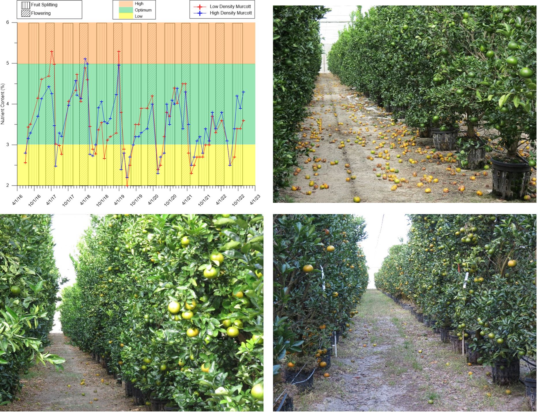 Seasonal fluctuation in leaf calcium levels in Honey Murcott in CREC-CUPS at two planting densities from 2016 to 2022 (top left), and images of fruit drop from PFS in 2017 (lower left), 2019 (top right), and 2022 (bottom right).