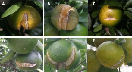 Variation in fruit split in Murcott mandarins. The longitudinal splits through navel (A, B, C) are common. Transverse splits (D) are less common, and tripartite splits (E) and off-center splits (F) are typically uncommon.